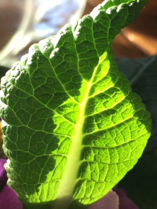 Light shining through an unfurling young primrose leaf.