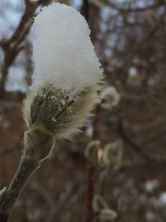 Snow-capped star magnolia bud.