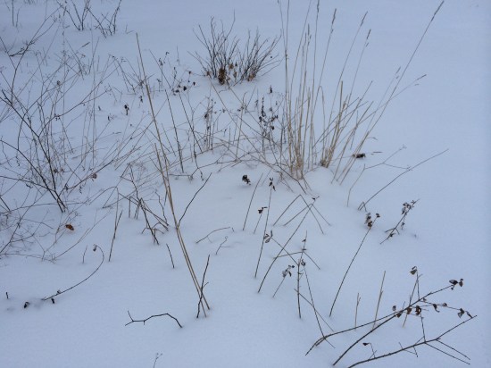 Winter weeds: a chiaroscuro.