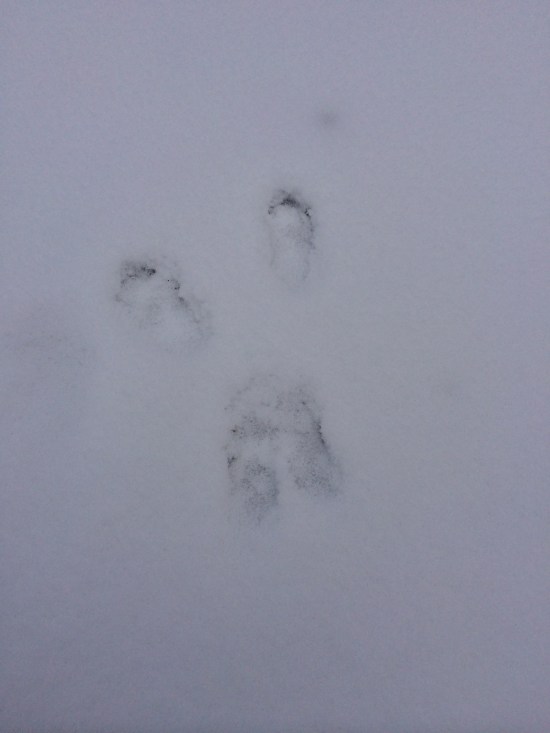 Butterfly-fly tracks of one of our neighborhood rabbits.