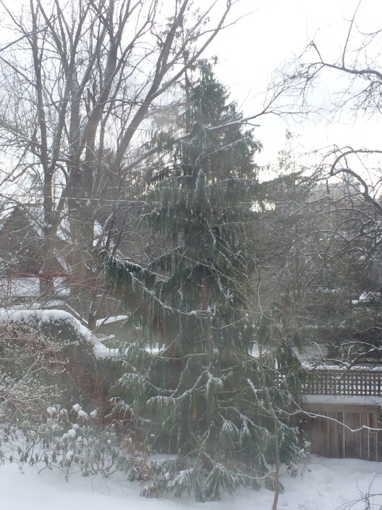 Snow revealing architectural elements of the graceful Weeping Alaska Cypress.