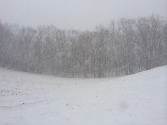 The colors of winter: white on gray.