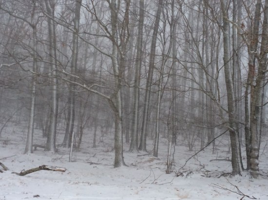 Trees silvered by snowflakes.