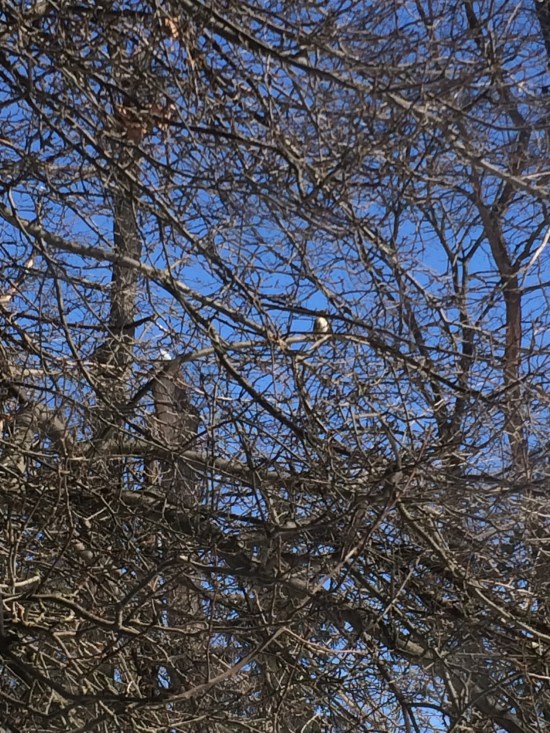 Tufted titmouse, slighting to the right and up from center, in the branches of the apple tree. Only the buff belly is visible.