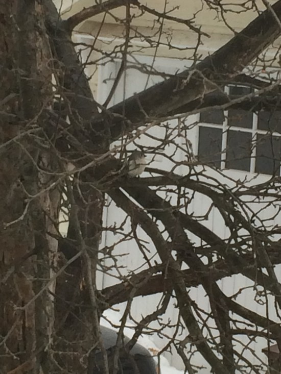 Tufted titmouse slightly up from center in the apple tree.