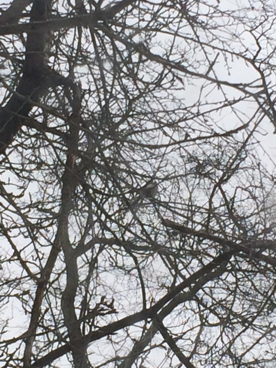 The second tufted titmouse.