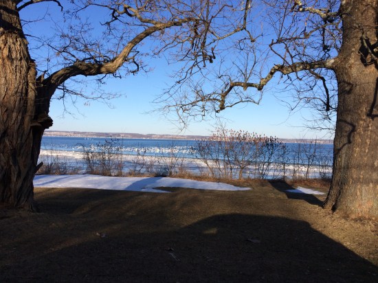 Rafts of snow geese on shore by Aurora. The snow geese do not mingle with or crowd the Canada geese.