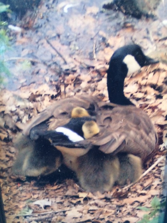 Goslings nesting in mother goose's feathers.