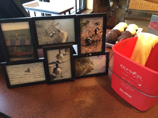 Photos of Canada geese at Panera in Bethlehem, PA.