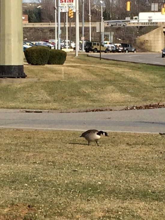 Goose or gander in narrow strip of turf near busy intersection. Note bright white chin strap.