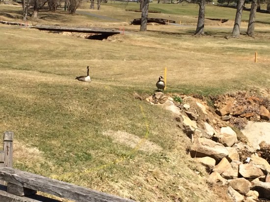 Canada geese at Silver Creek Golf Course, Hellertown, PA.