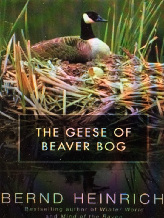 Bernd Heinrich reports on his observations of Peep and Pop, a goose and gander who nested near one the beaver ponds near his house. A dramatic account, as he is often dashing around reporting on various unusual activities.