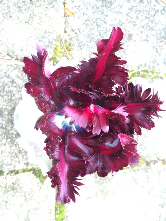 The black parrot, in a vase, from above.