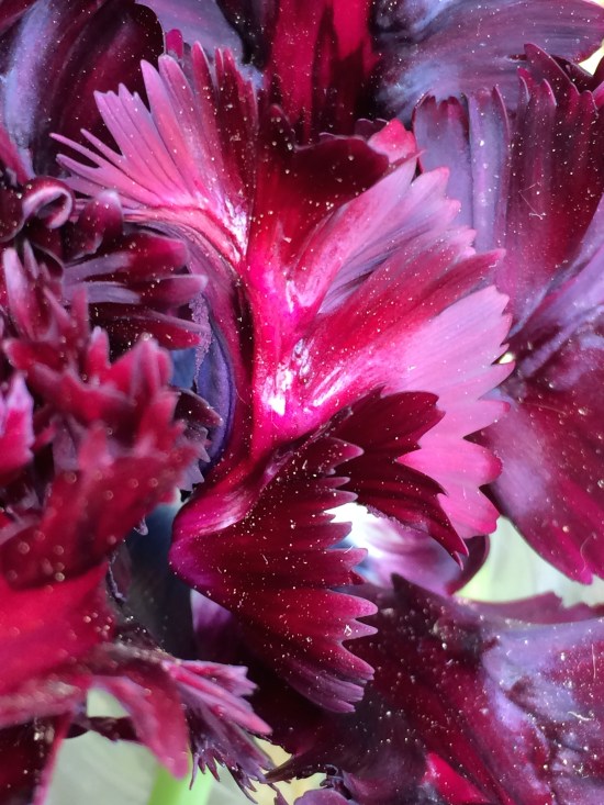 Black Parrot emerging from ferns.