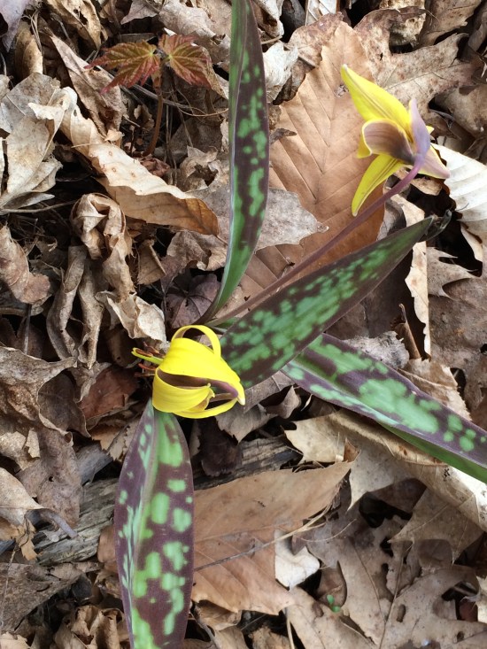 Trout Lily emerging from dense leaf cover.