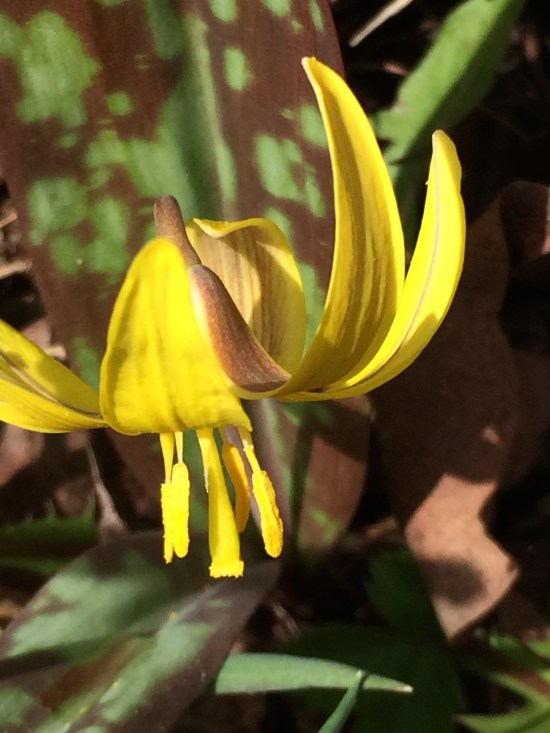 Trout Lily with yellow anthers (anthers are the pollen-bearing organs of the plant).