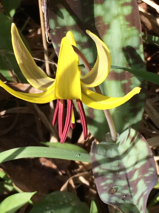 Trout Lily (Erythronium americanum).