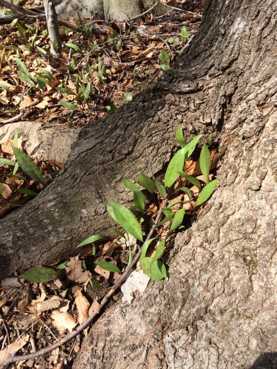 Trout Lily leaflets nestling into every available space.