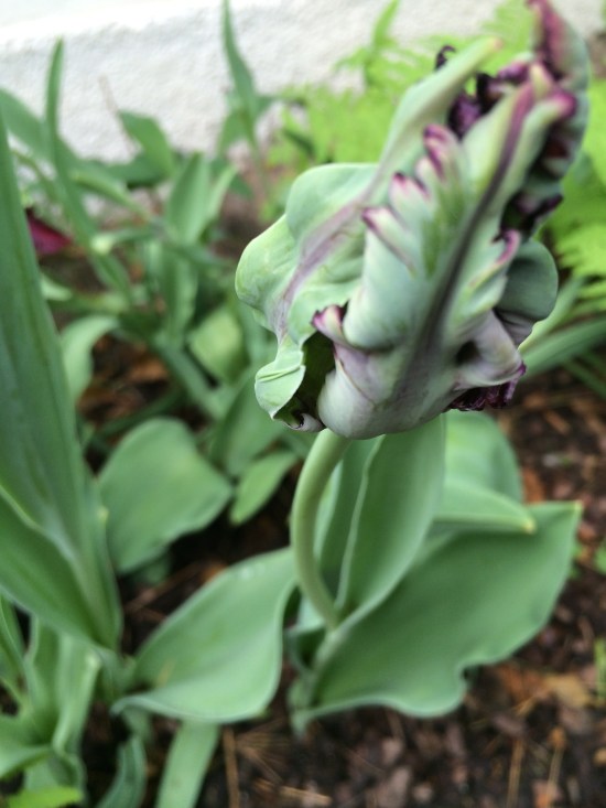 The parrot-beak-like buds of the Black Parrot tulip.