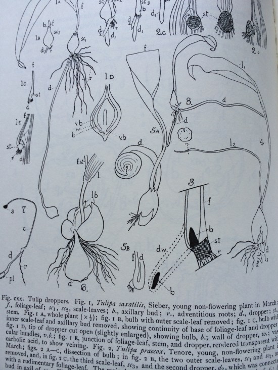 A page from Agnes Arber's Monocotyledons showing tulip and trout lily droppers.