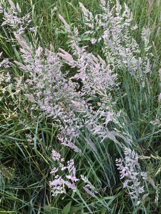My mystery grass, which turned out to be Nuttall's reed grass (Calamagrostis ....).