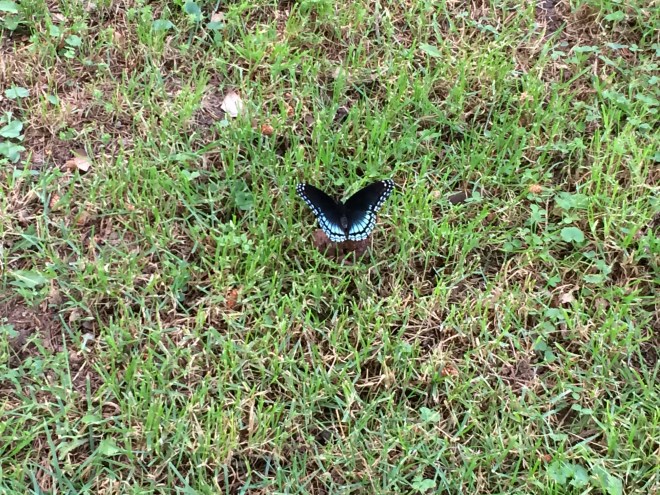 Red-spotted Purple on scat in garden lawn.