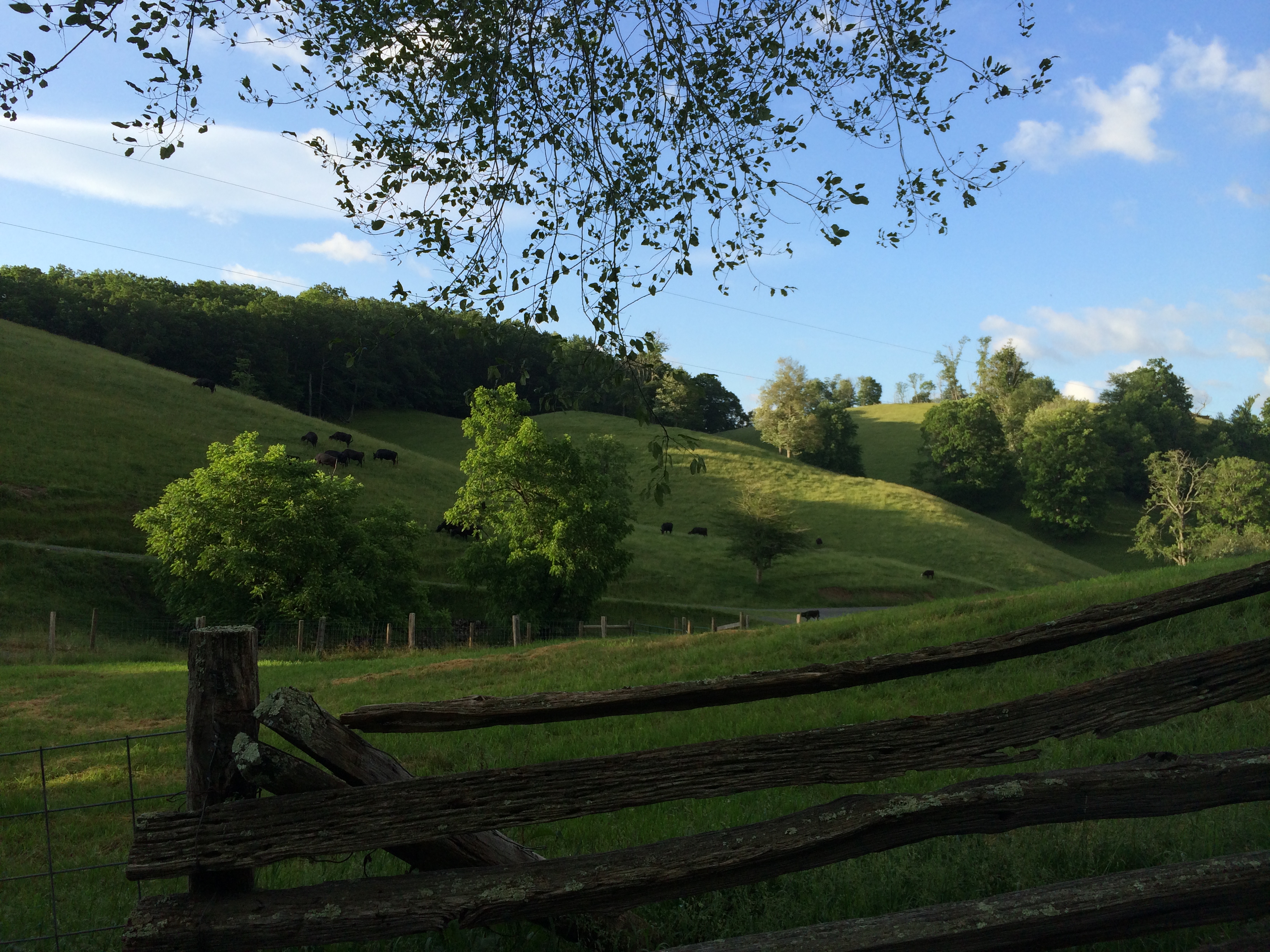 Cows eating their way to Starks Ridge.