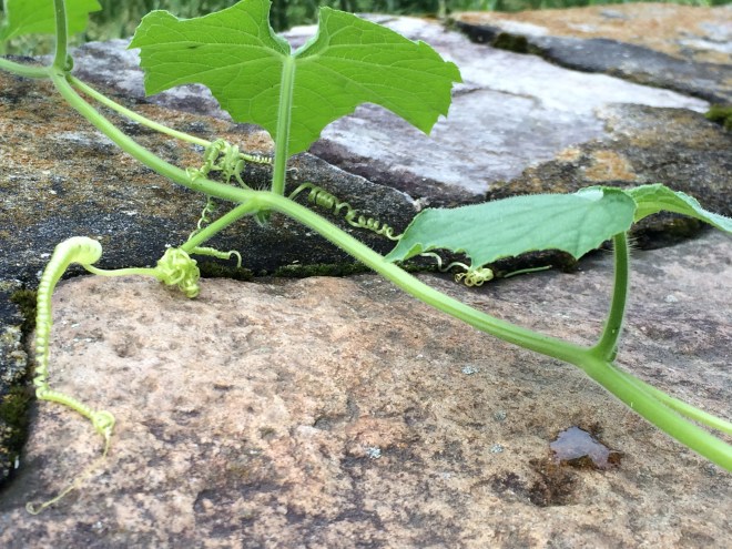 Wild cucumber vine creeping over the wall, tendril by tendril.
