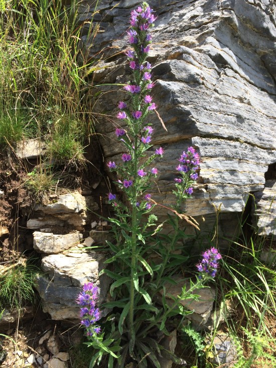 The viper's bugloss (Echium vulgare), a member of the forget-me-not family.