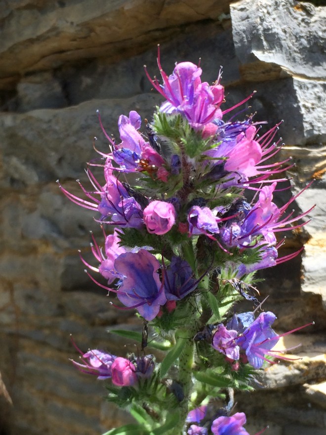 Close-up of viper's bugloss, also known as blueweed, showing exserted stamens.