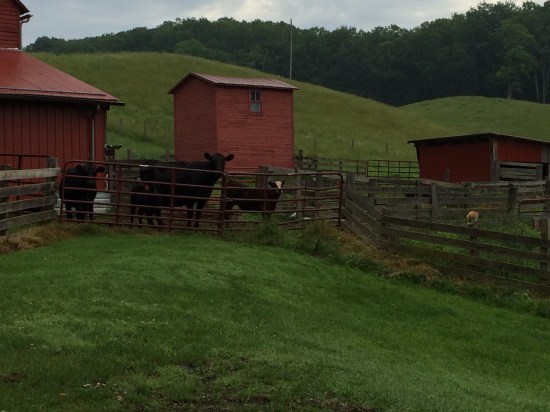 Four incarcerated cows and a cat on a fence post.