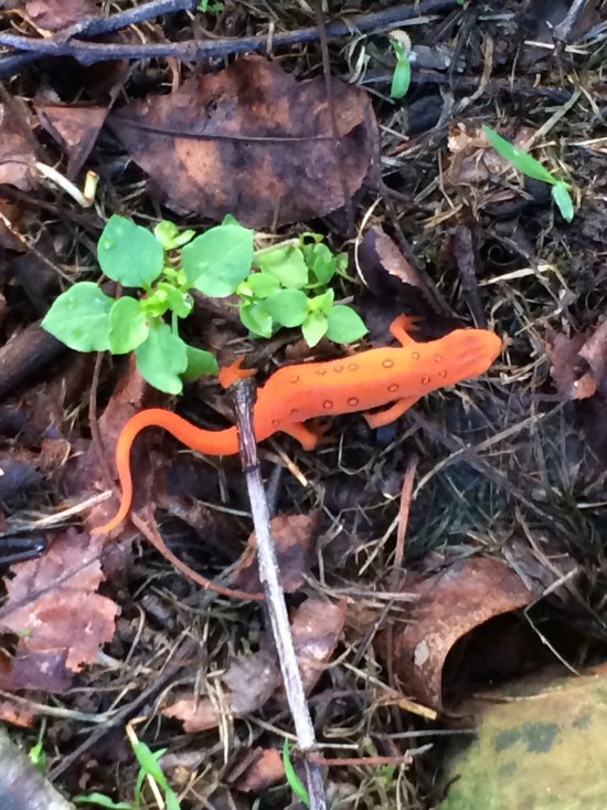 The red eft stage of the eastern newt.