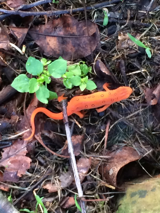 The red eft stage of the eastern newt.