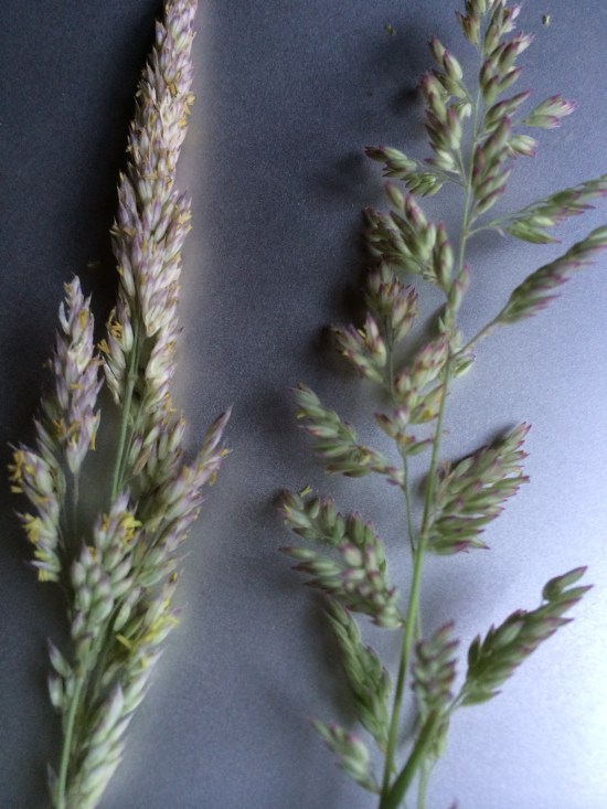 Mystery Grass. Inflorescences open as they mature, spreading out their pollen to the wind.