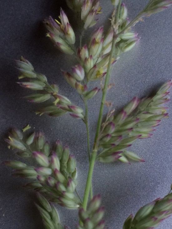 Mystery Grass, showing the purple tips of the inflorescence.