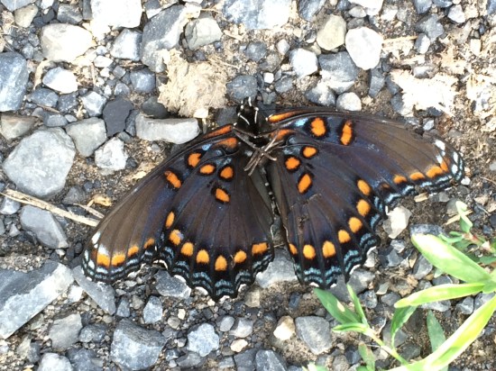 Underside of the Red-Spotted Purple found by the side of the road by the apple orchard in Vinegar Hollow.