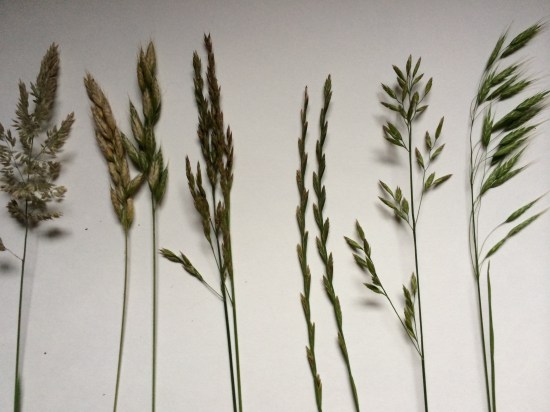 Grasses found in Vinegar Hollow, June, 2015.