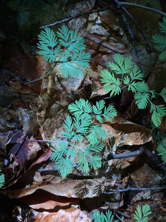 The forest floor in early spring awaiting the arriving of spring ephemerals.