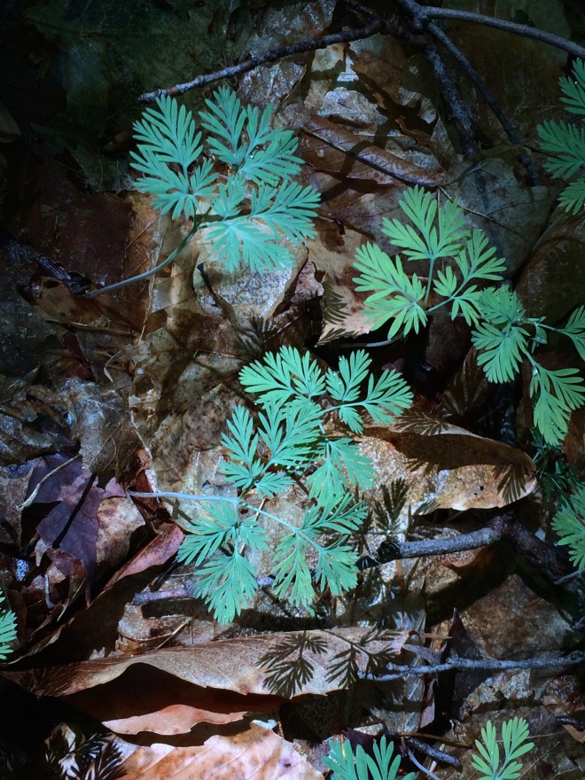 The forest floor in early spring awaiting the arriving of spring ephemerals.