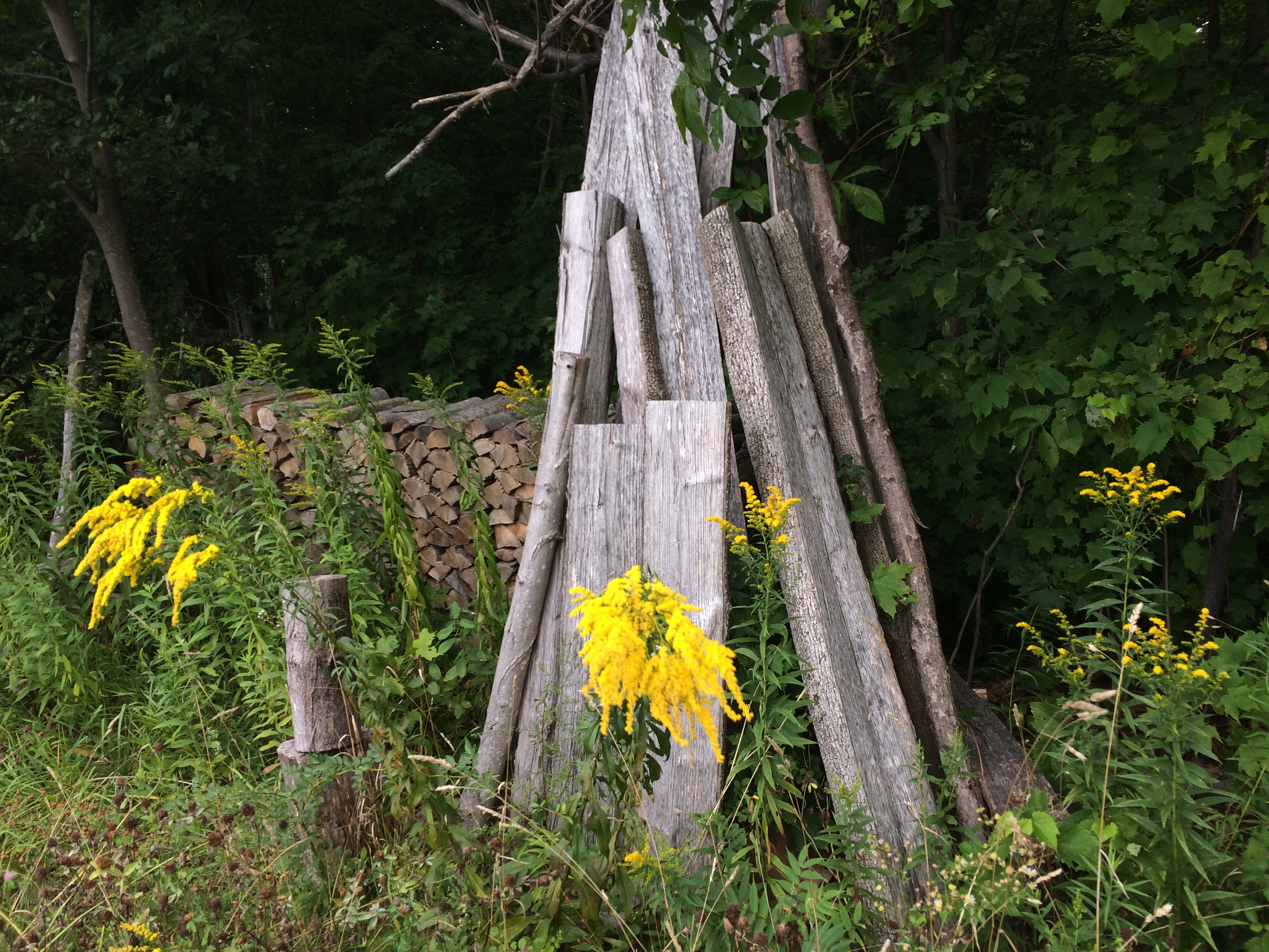 Goldenrod and woodpile.