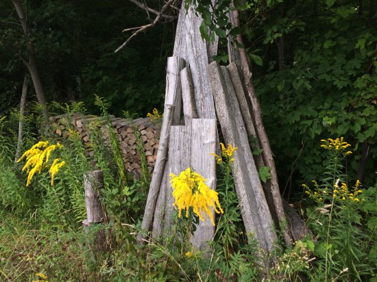 Goldenrod and woodpile.