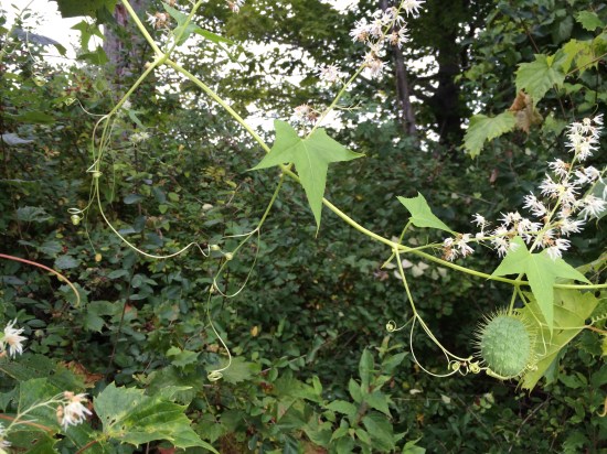 Bur cucumber: flowers, fruit, and tendrils.