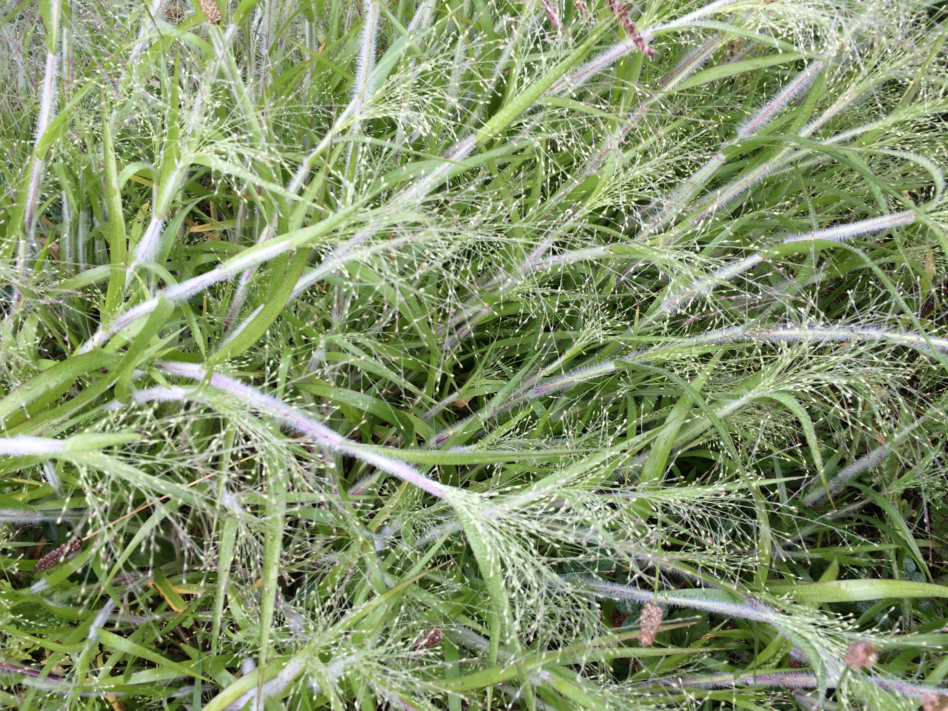 The grace of grasses.