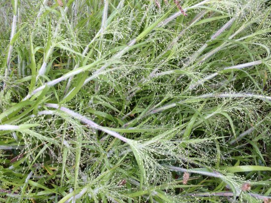 The grace of grasses.