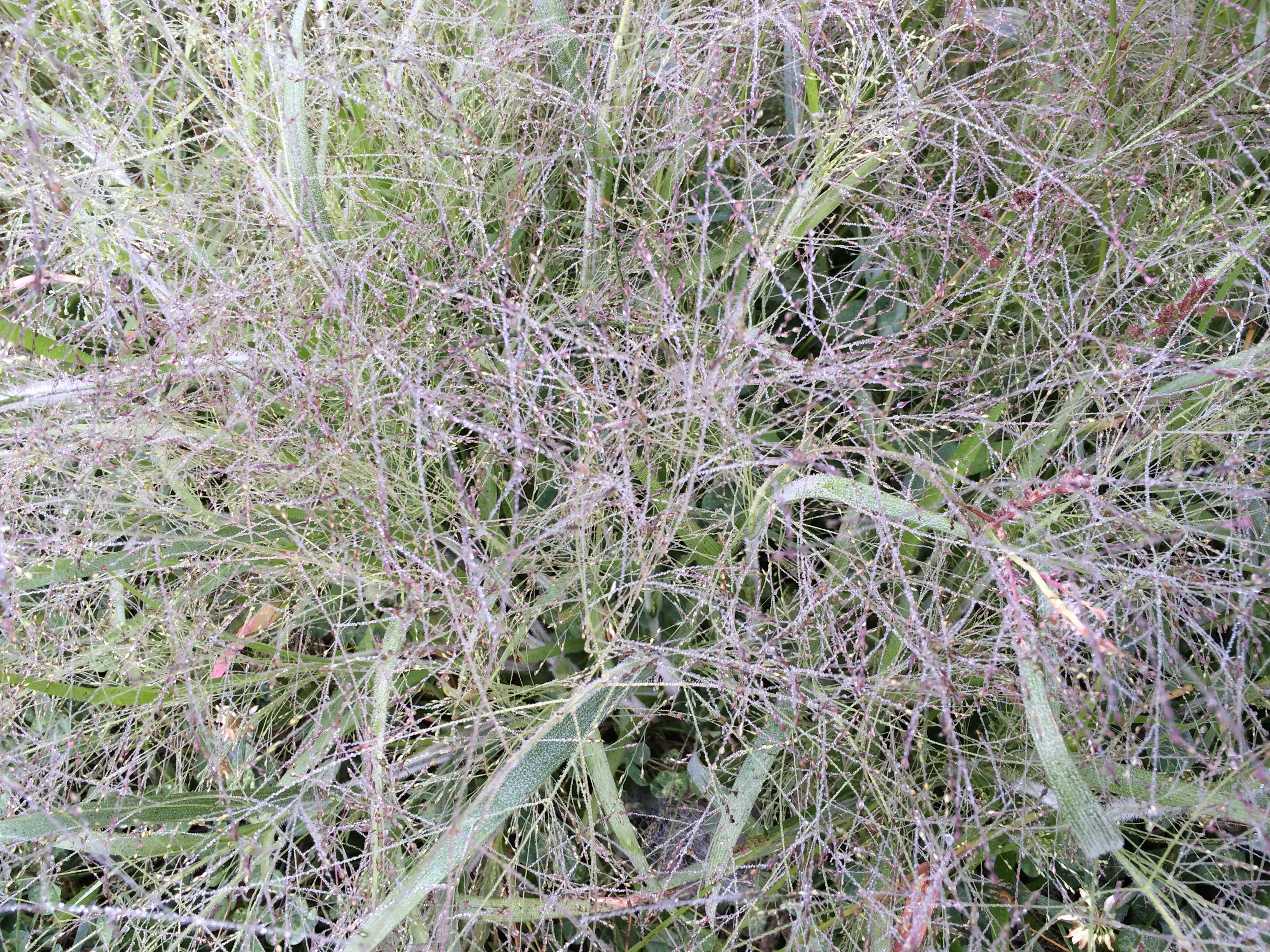 Dewdrops find the fine hairs of these soft grasses.