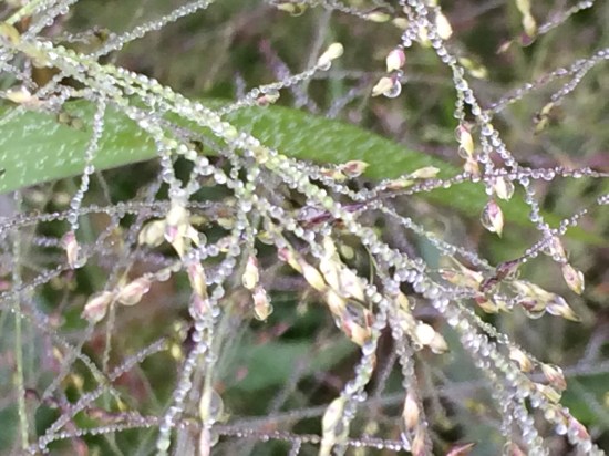 Dewdrops and fall-flowering grass.
