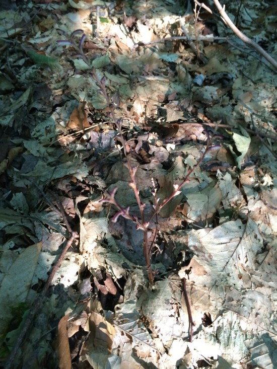 Beechdrop arising out of leaf litter.