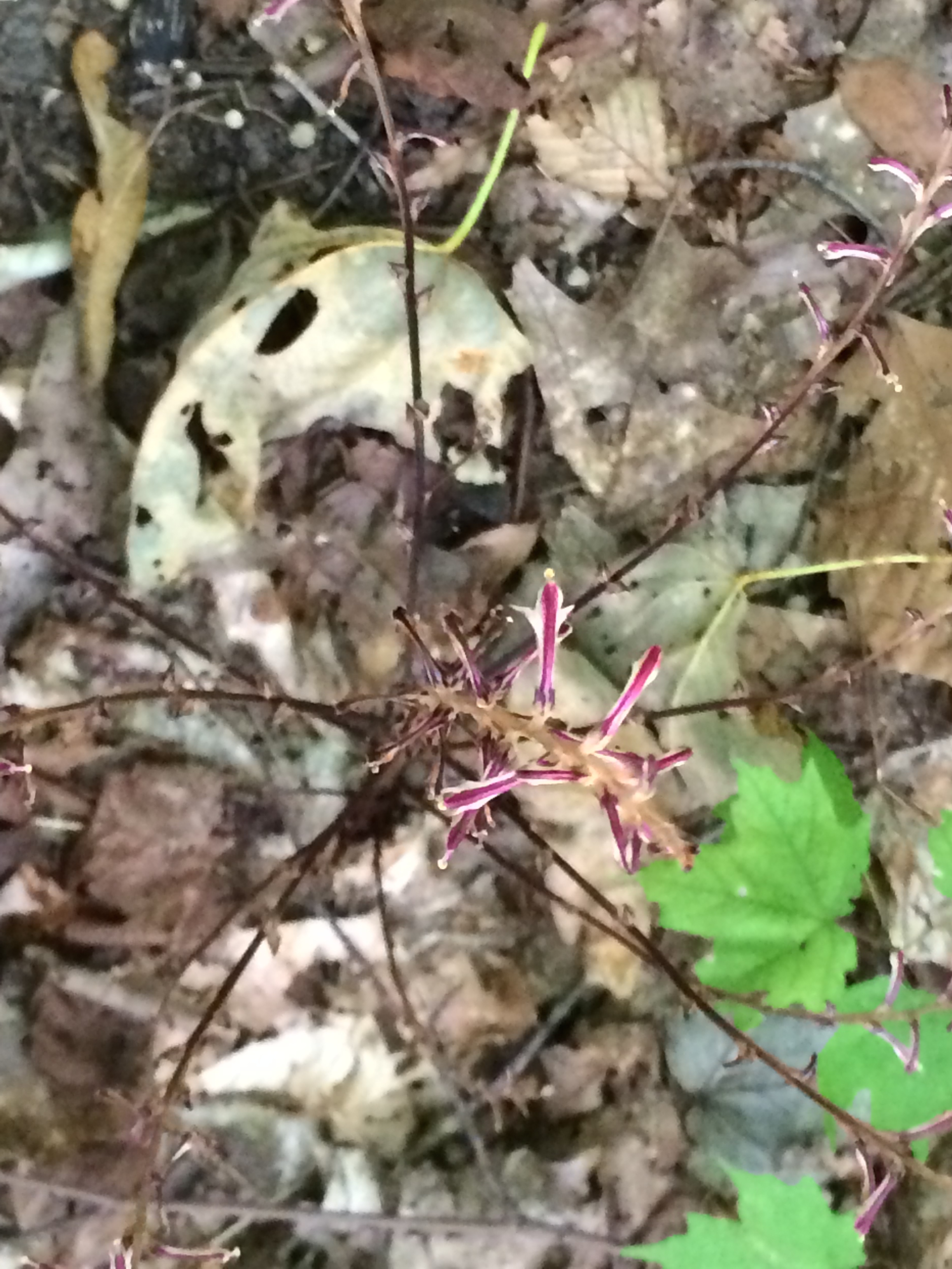 Looking down at the whorled form of a beech drop, showing the reddish purple flower.