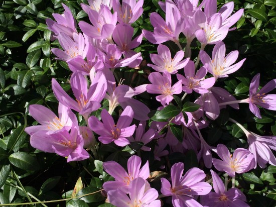 Autumn crocus arising out of myrtle. The large (some call them ungainly) leaves of the autumn crocus (Colchicum autumnal) appear in the spring. After the leaves have died down, the flowers appear in the fall.
