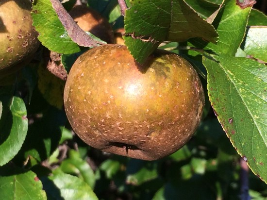 Wild apple (Enfield, Ithaca, NY).